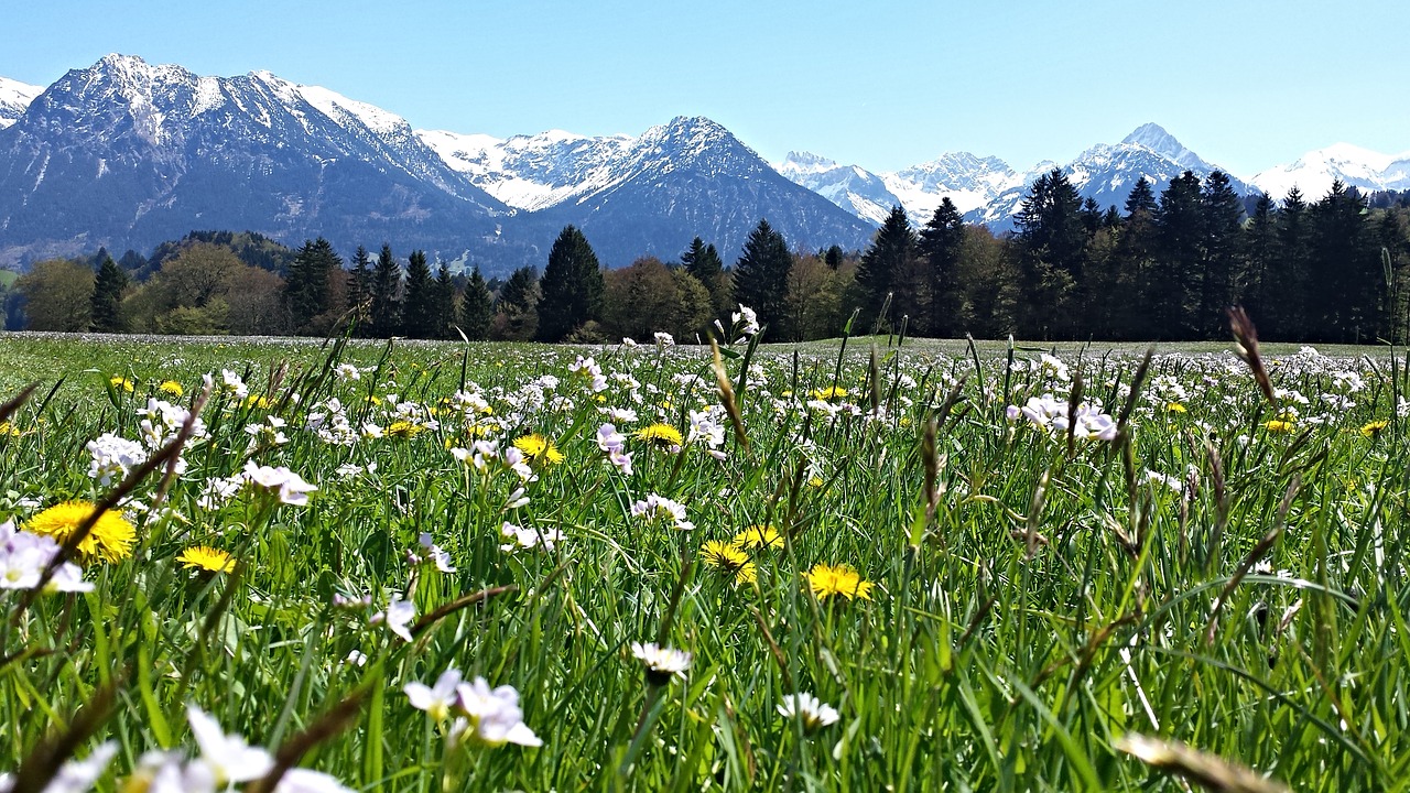 alpine mountain meadow mountains free photo