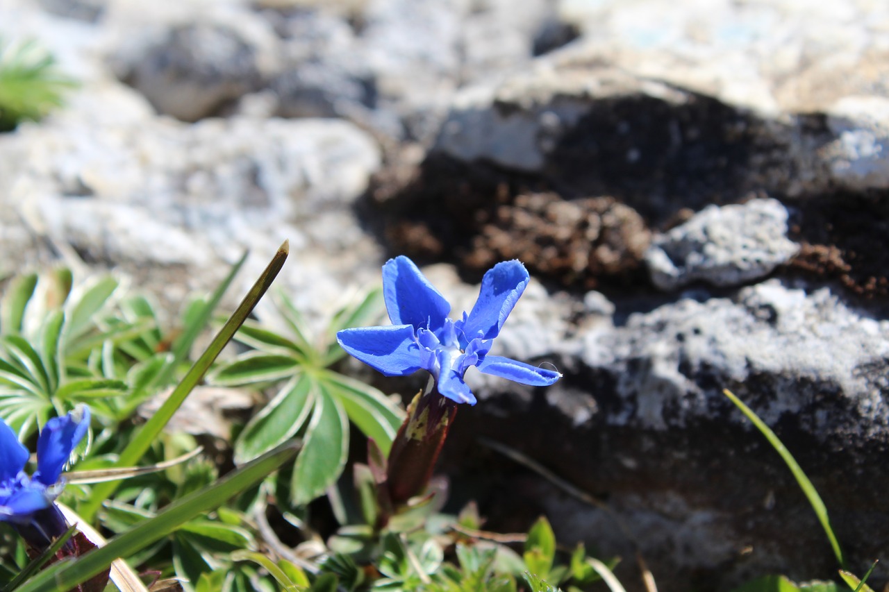 alpine flower flora free photo