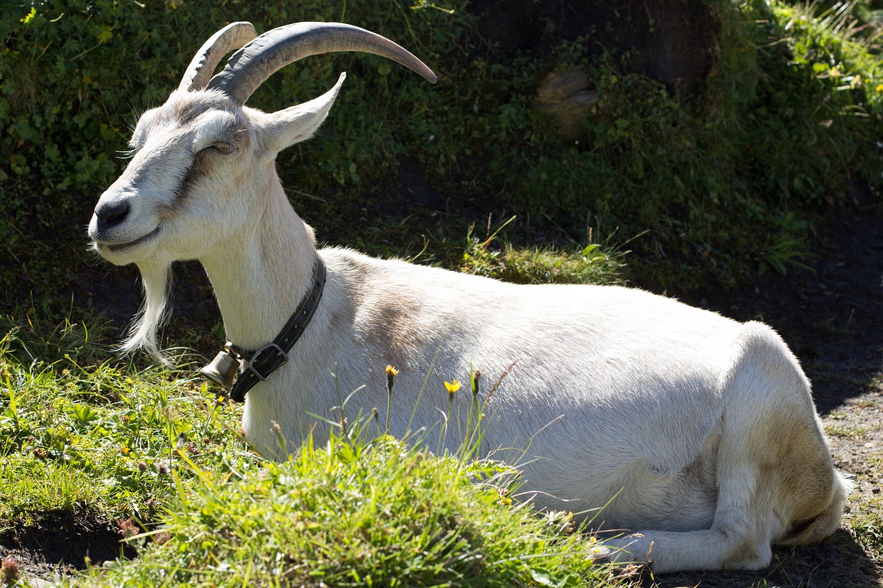 Capra goat