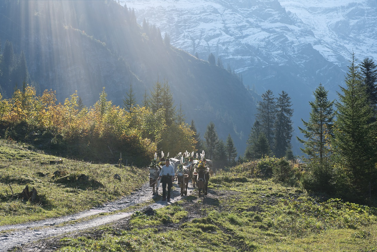 alpine désalpe descent free photo