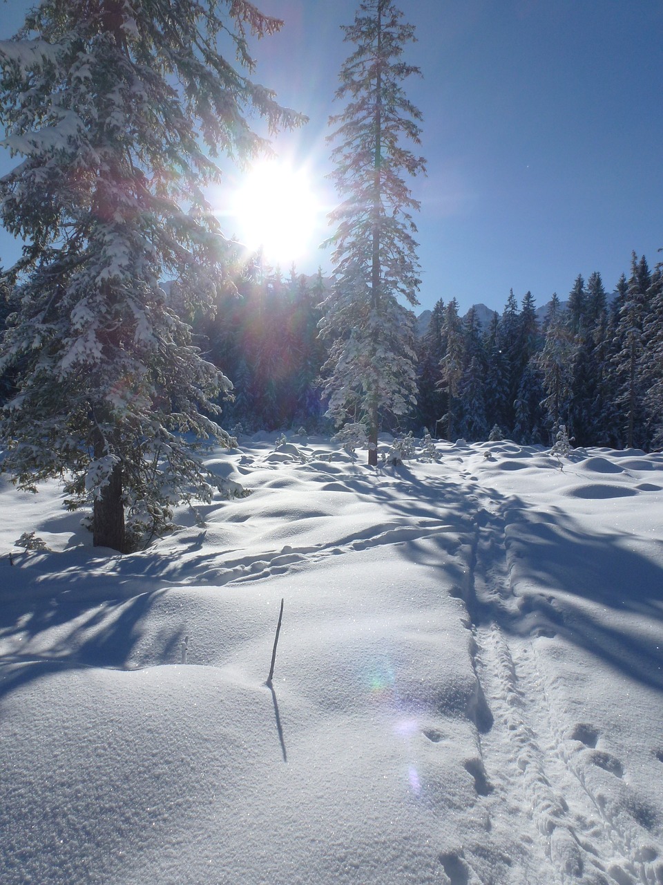 alpine  backcountry skiiing  winter free photo