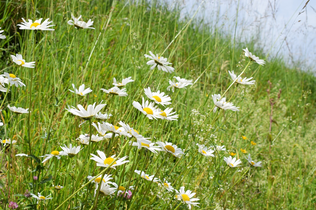 alpine  summer  flora free photo