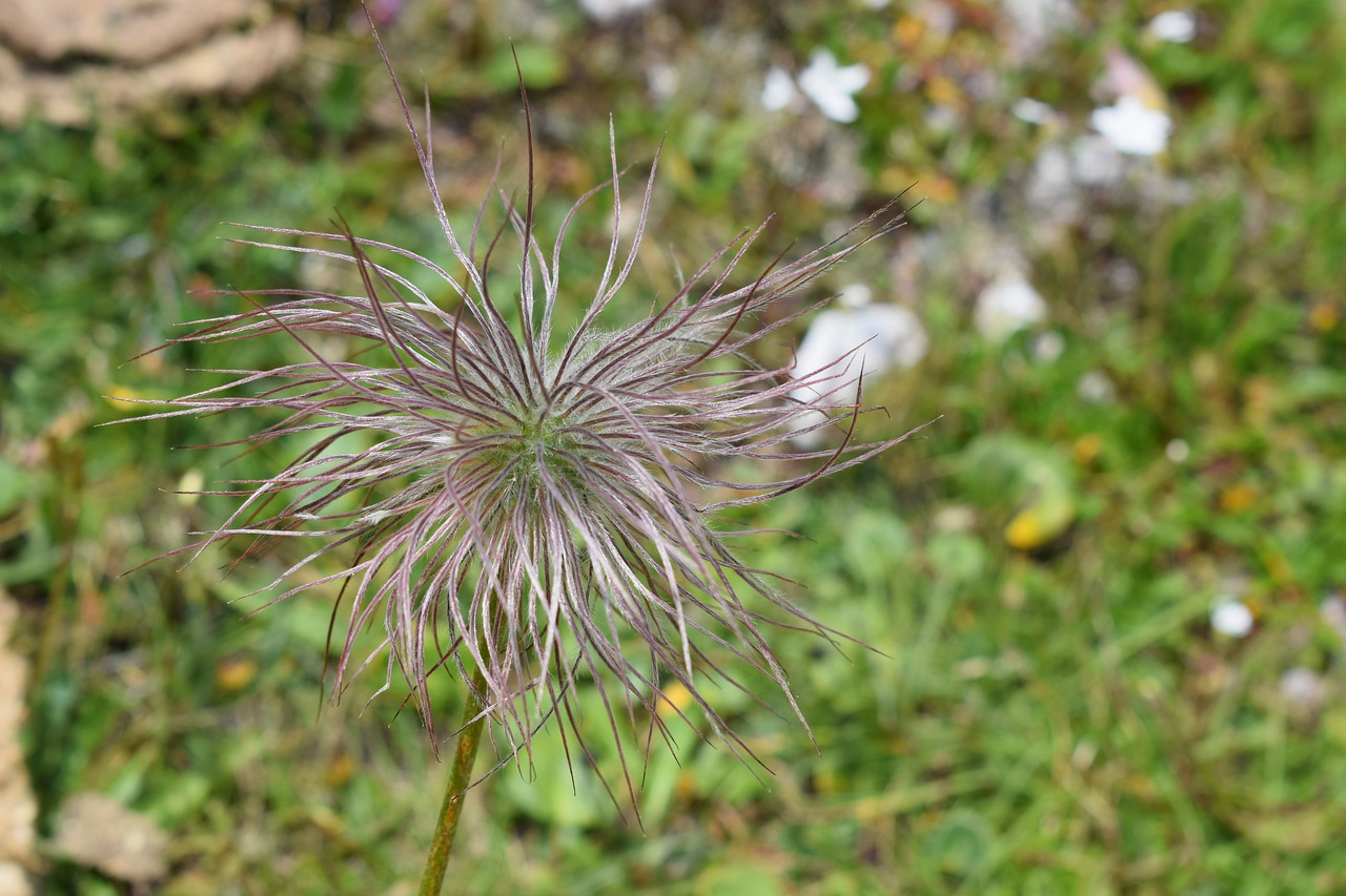 alpine  summer  flora free photo