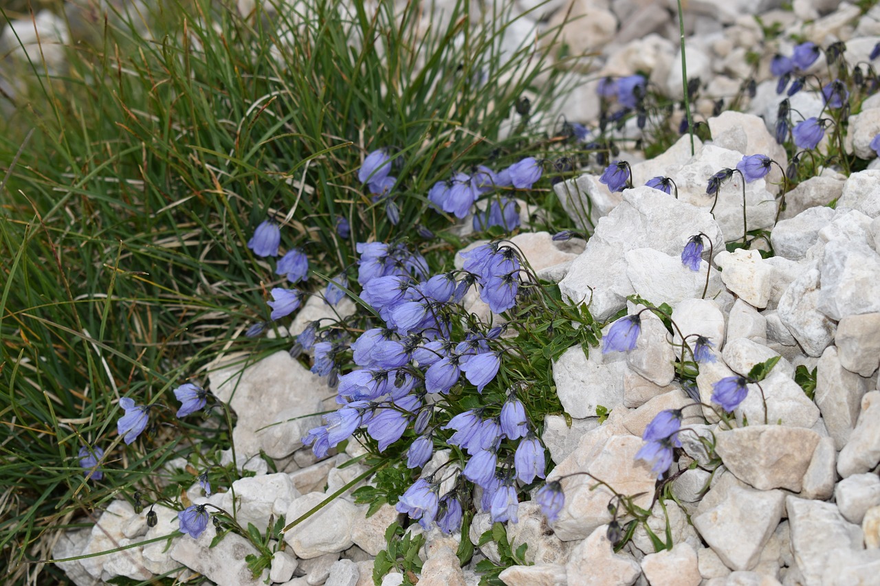 alpine  summer  flora free photo