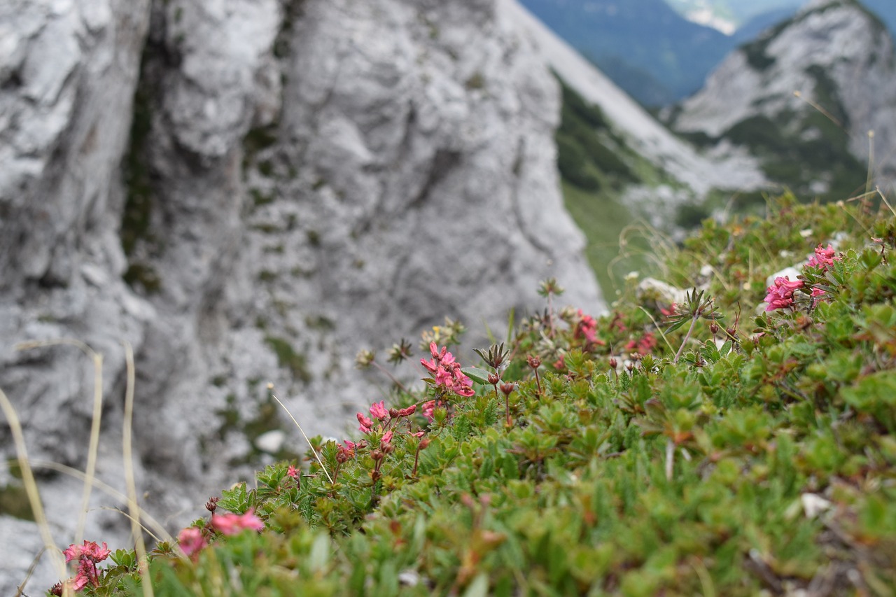 alpine  summer  flora free photo