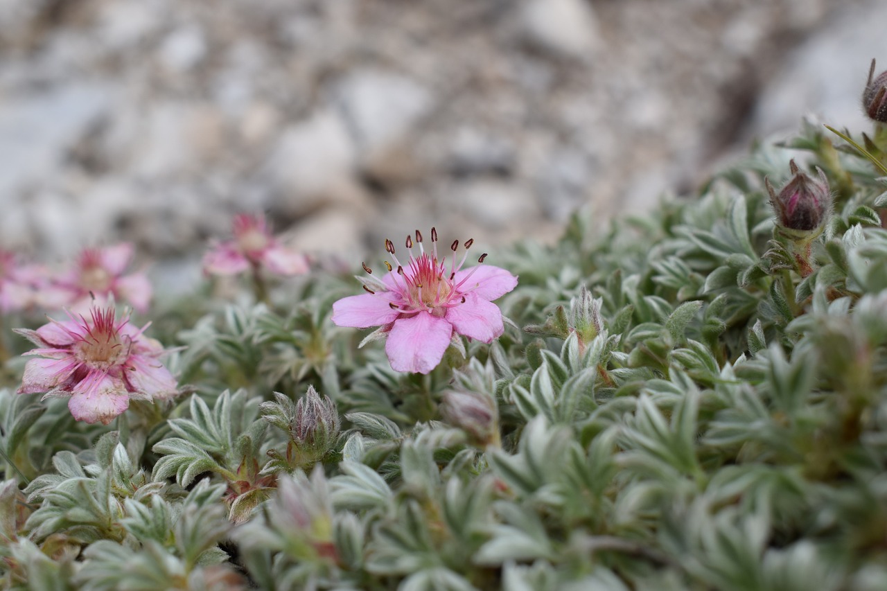 alpine  summer  flora free photo