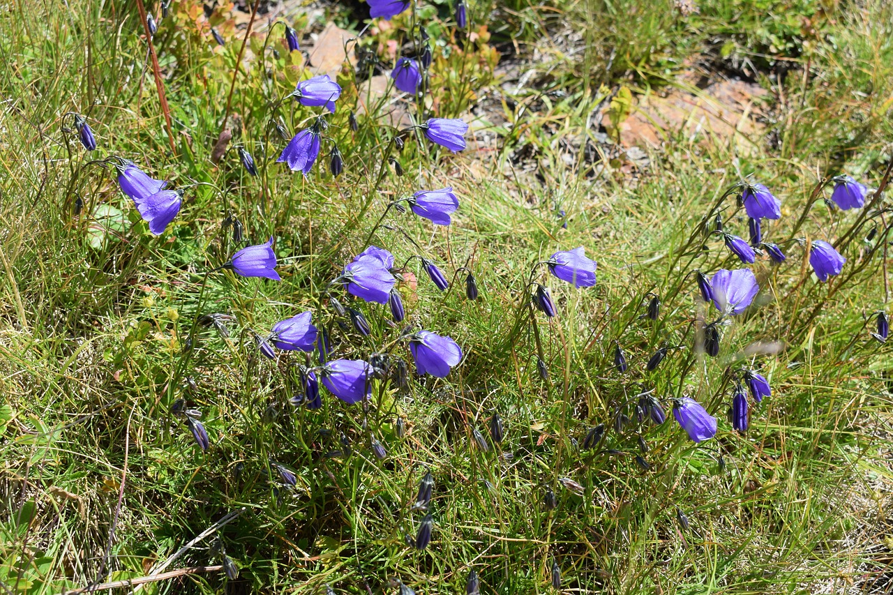 alpine  summer  flora free photo