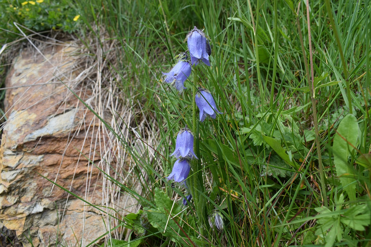 alpine  summer  flora free photo