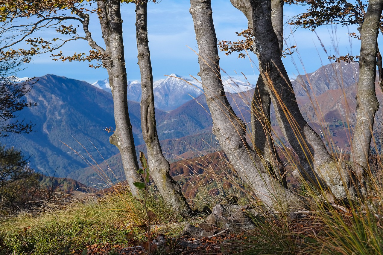 alpine  mountains  trees free photo