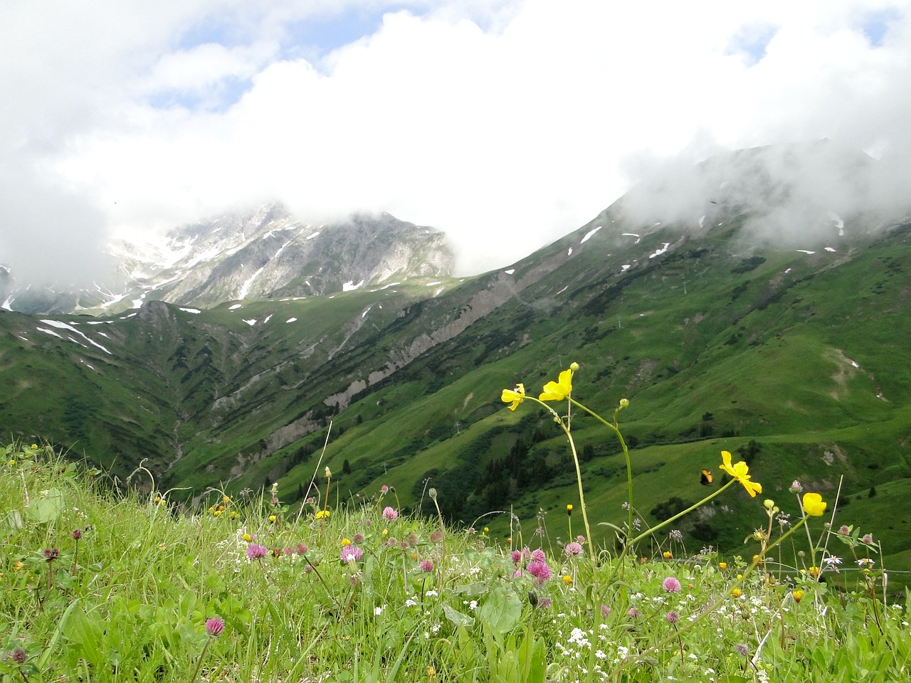 alpine landscape mountain flower free photo