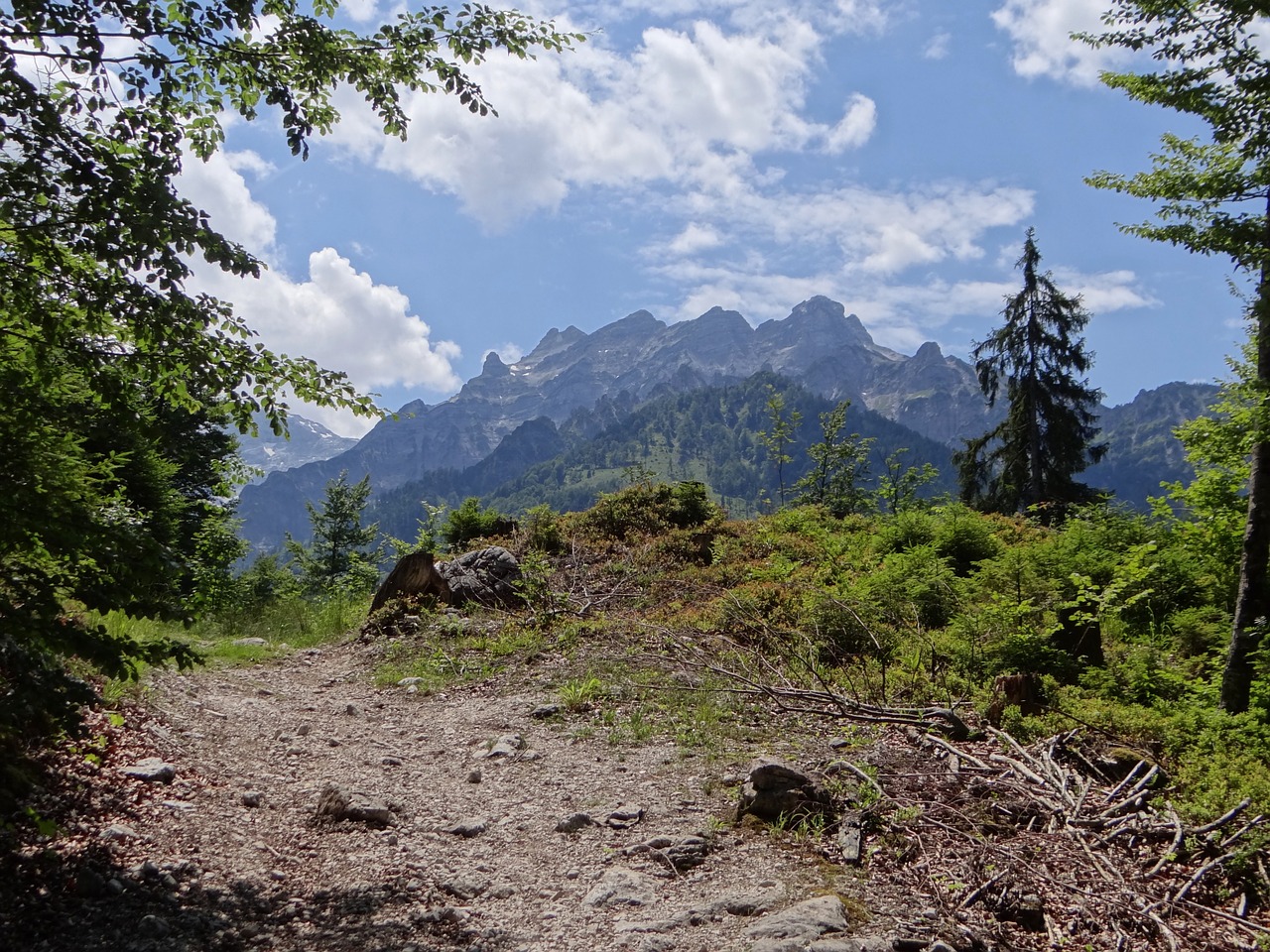 alpine mountains forest free photo