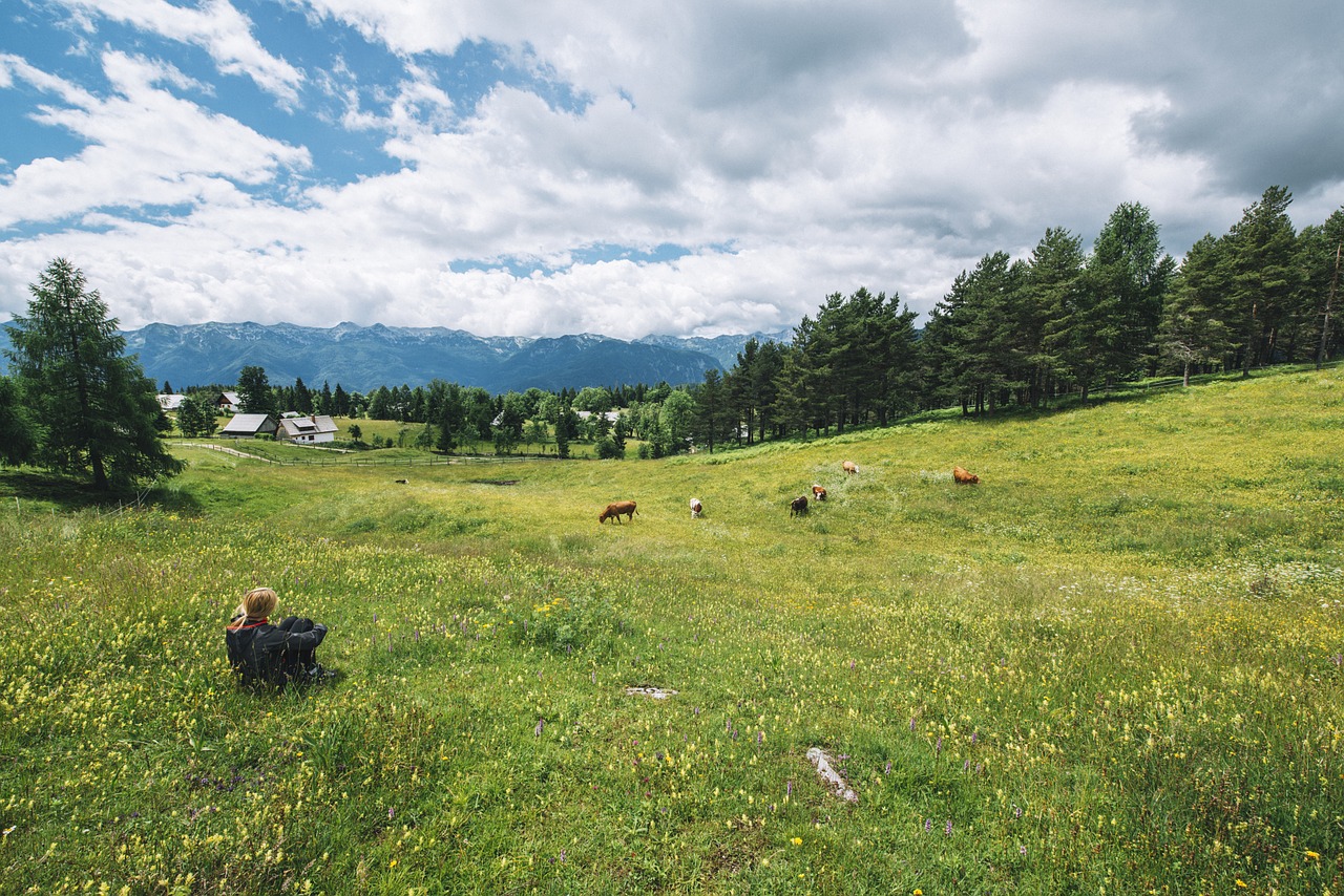 alpine pasture cows free photo