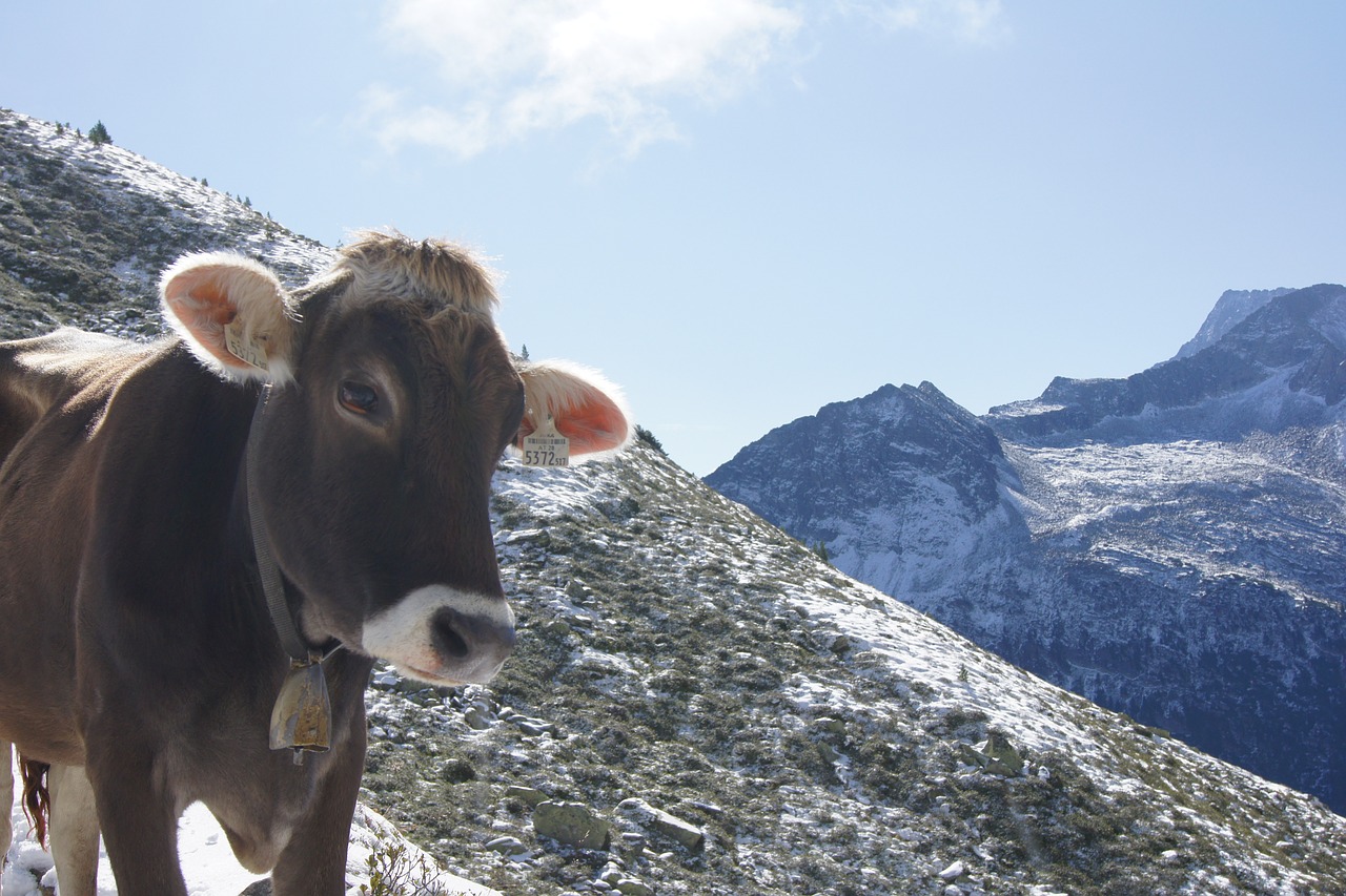 alpine mountains cow free photo