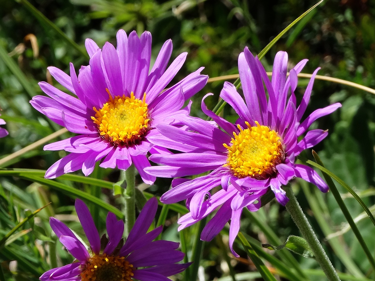 alpine aster purple flower pasture free photo