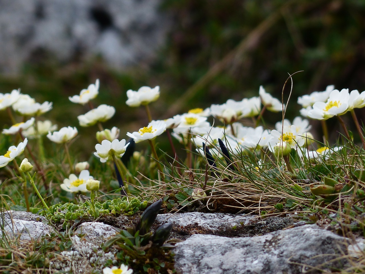 alpine buttercup blossom bloom free photo
