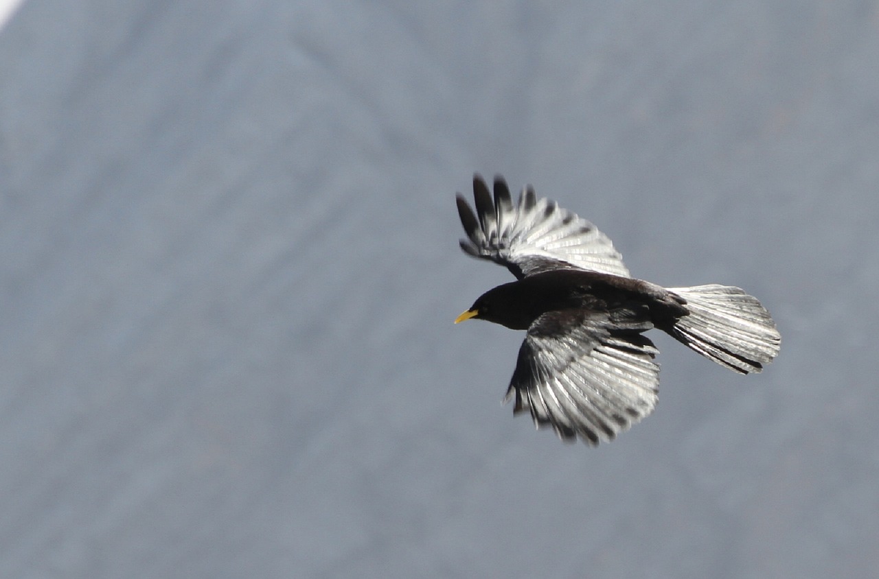 alpine chough crow bird free photo
