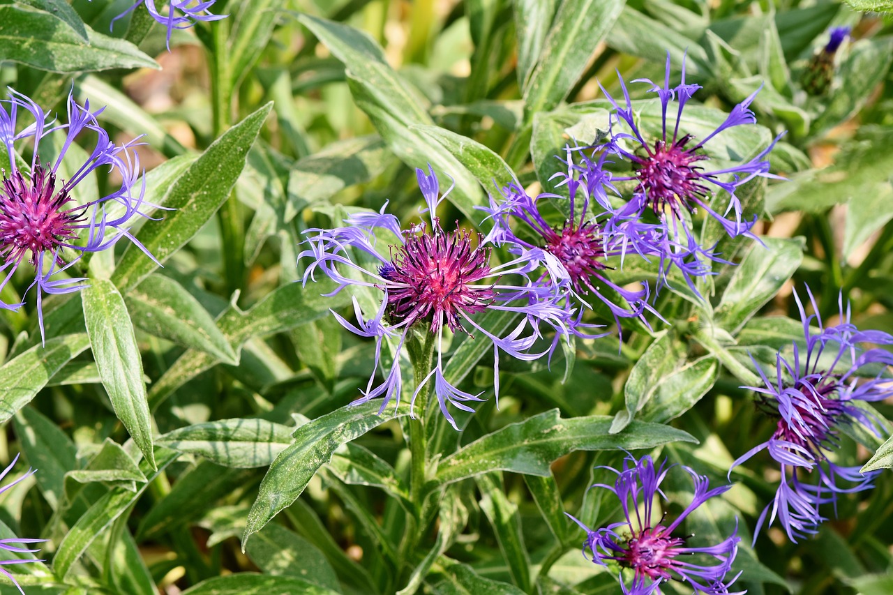 alpine cornflower  centaurea montana  flower free photo