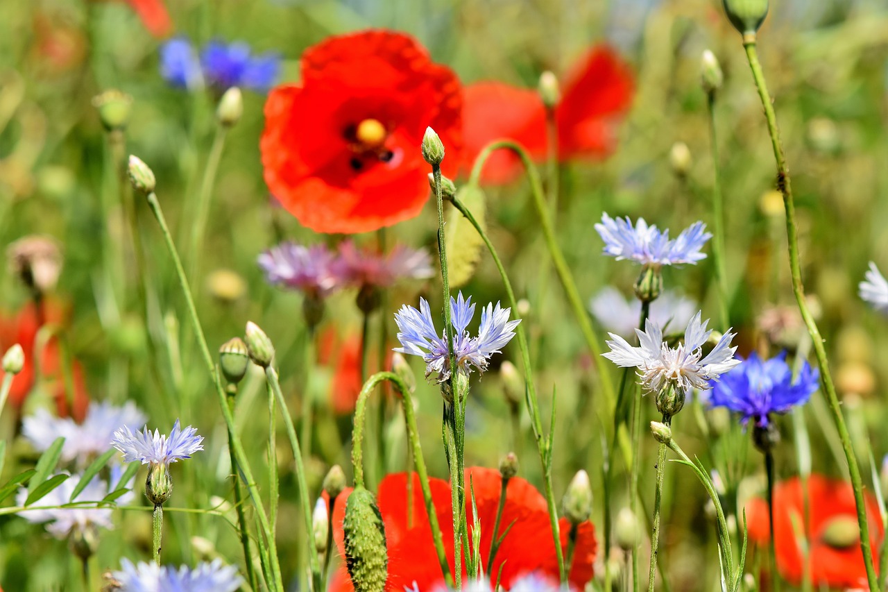 alpine cornflower  cornflowers  flowers free photo