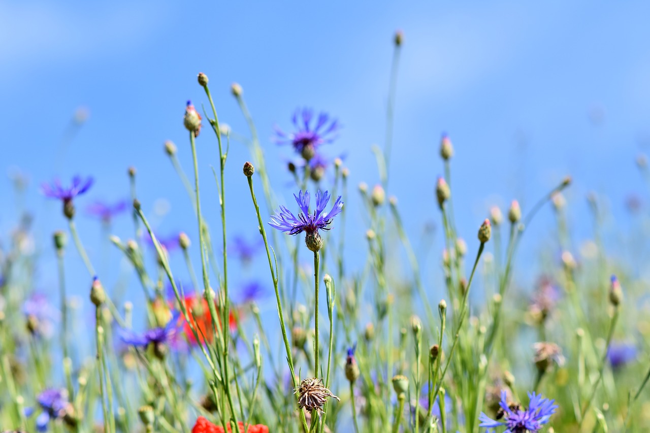 alpine cornflower  centaurea montana  flower free photo