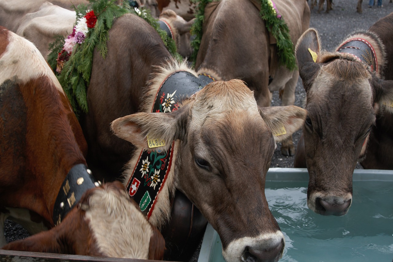 alpine cow switzerland holiday return free photo