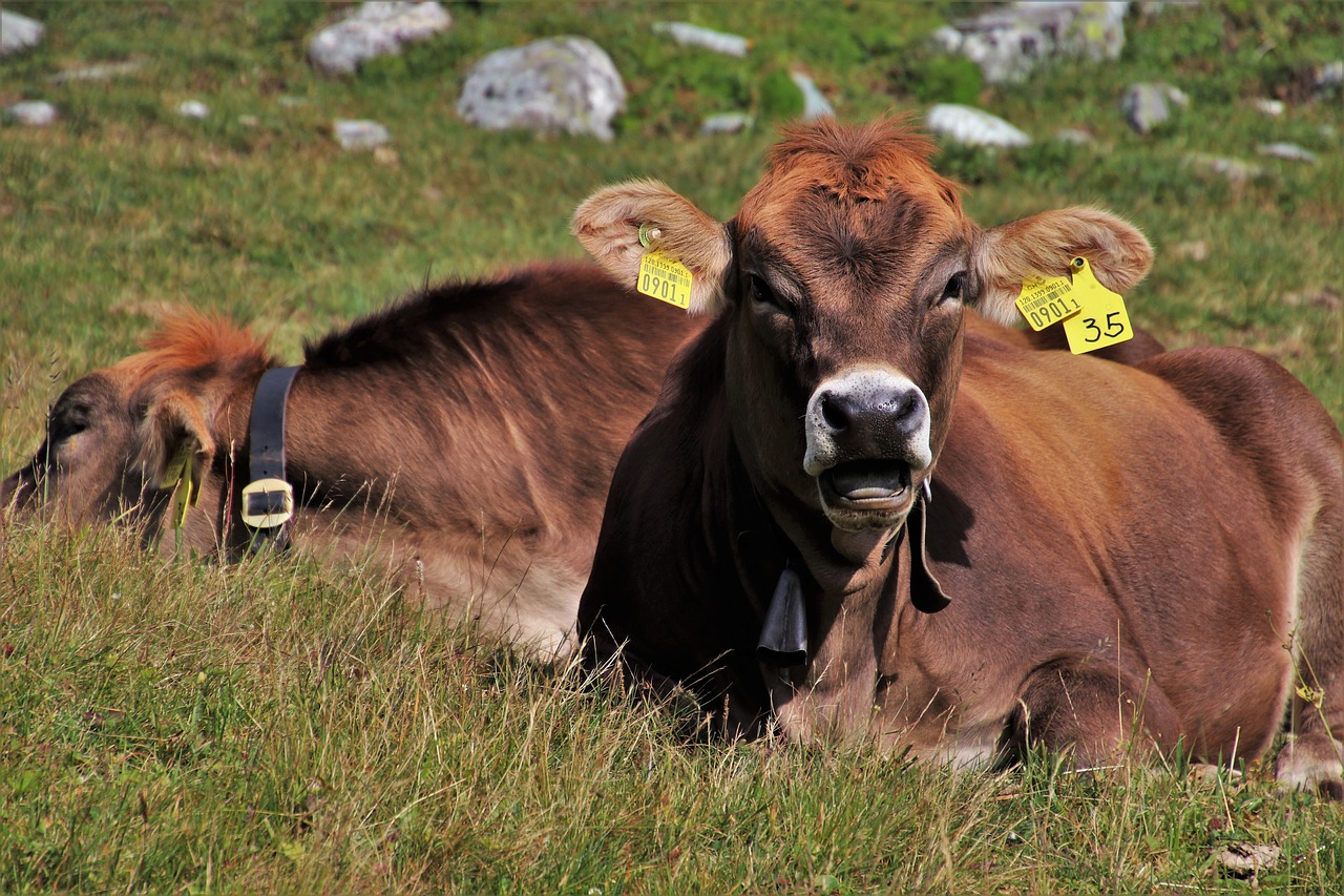 alpine cow  mountains  the alps free photo