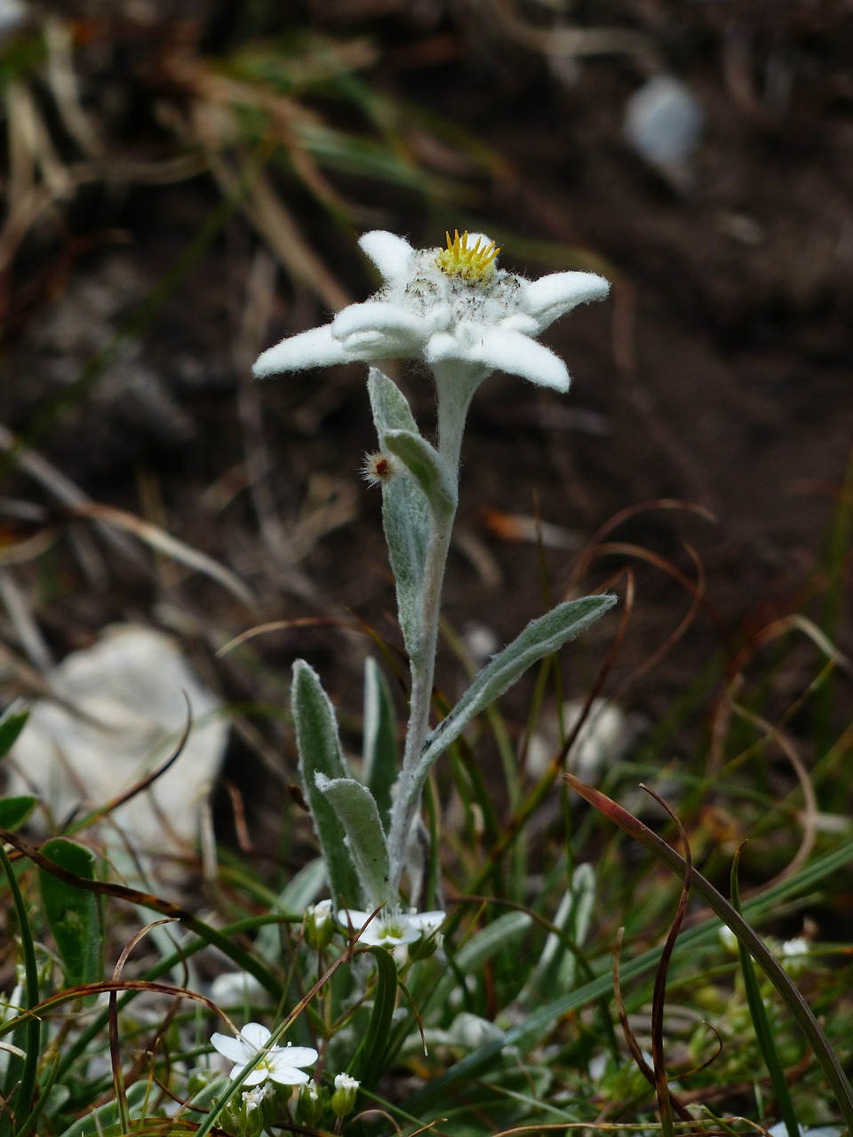 alpine edelweiß ordinary edelweiss free photo