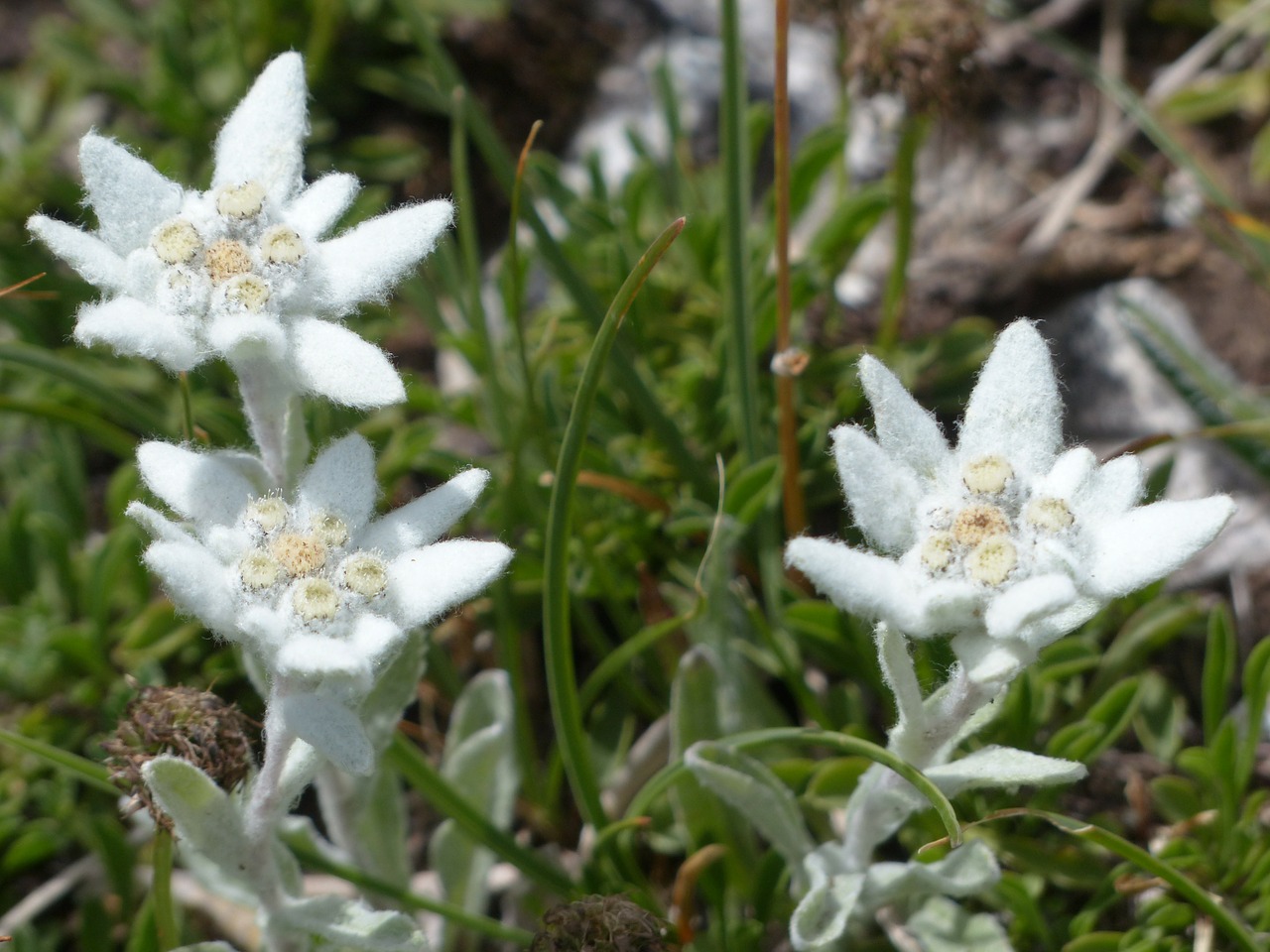 alpine edelweiß ordinary edelweiss free photo
