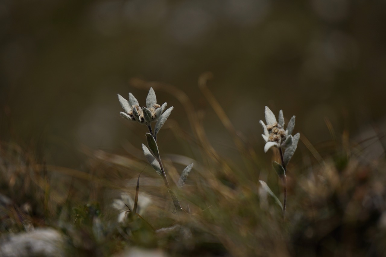 alpine edelweiß edelweiss leontopodium microdochium free photo