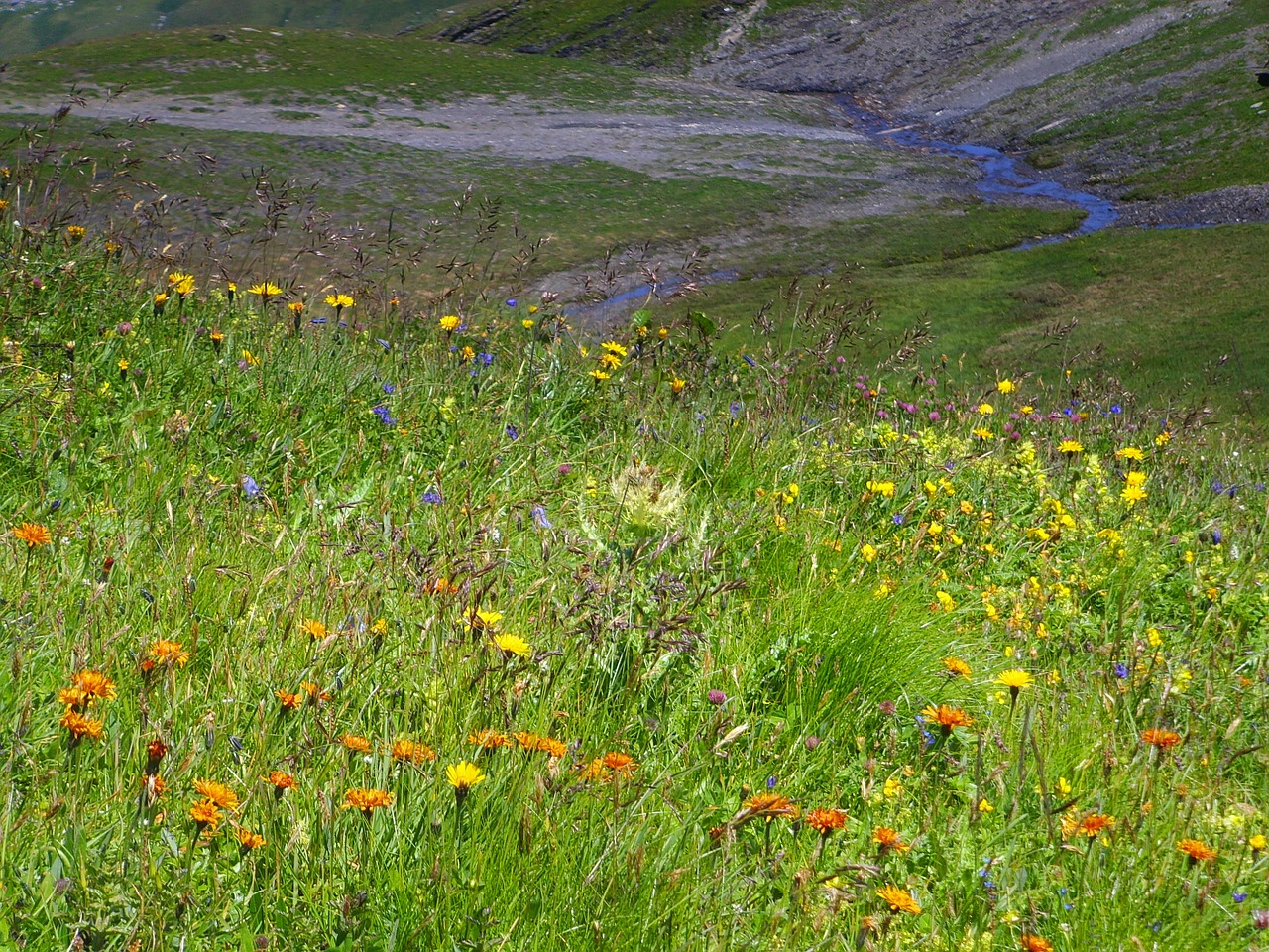 alpine flora summer meadow alpine free photo