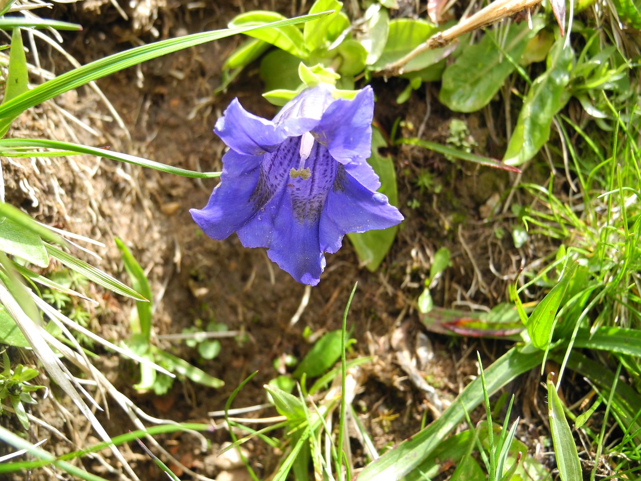 alpine flower blue gentian mountain flower free photo