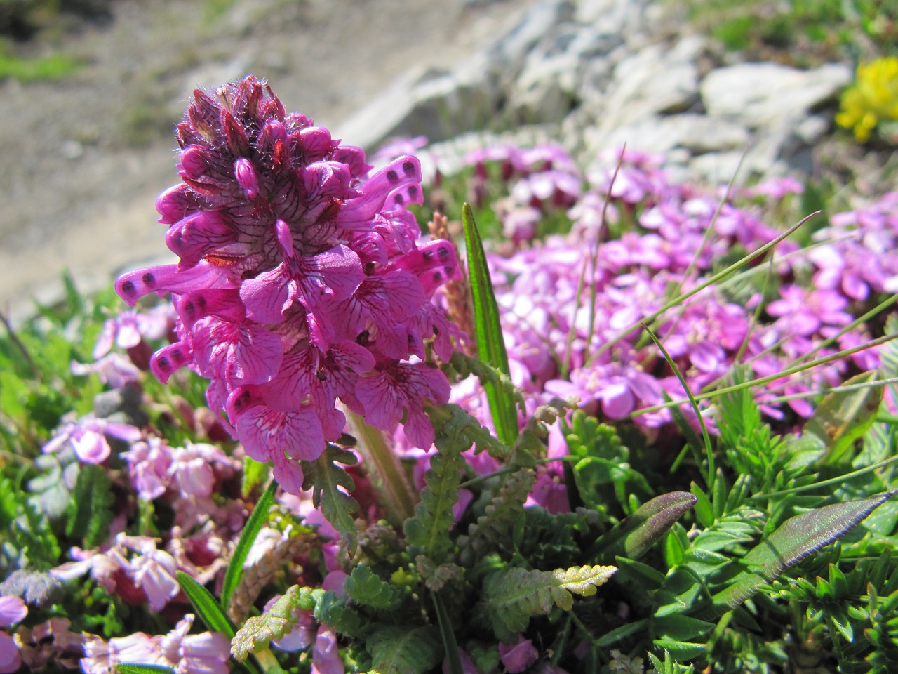 alpine flower flowers flower free photo