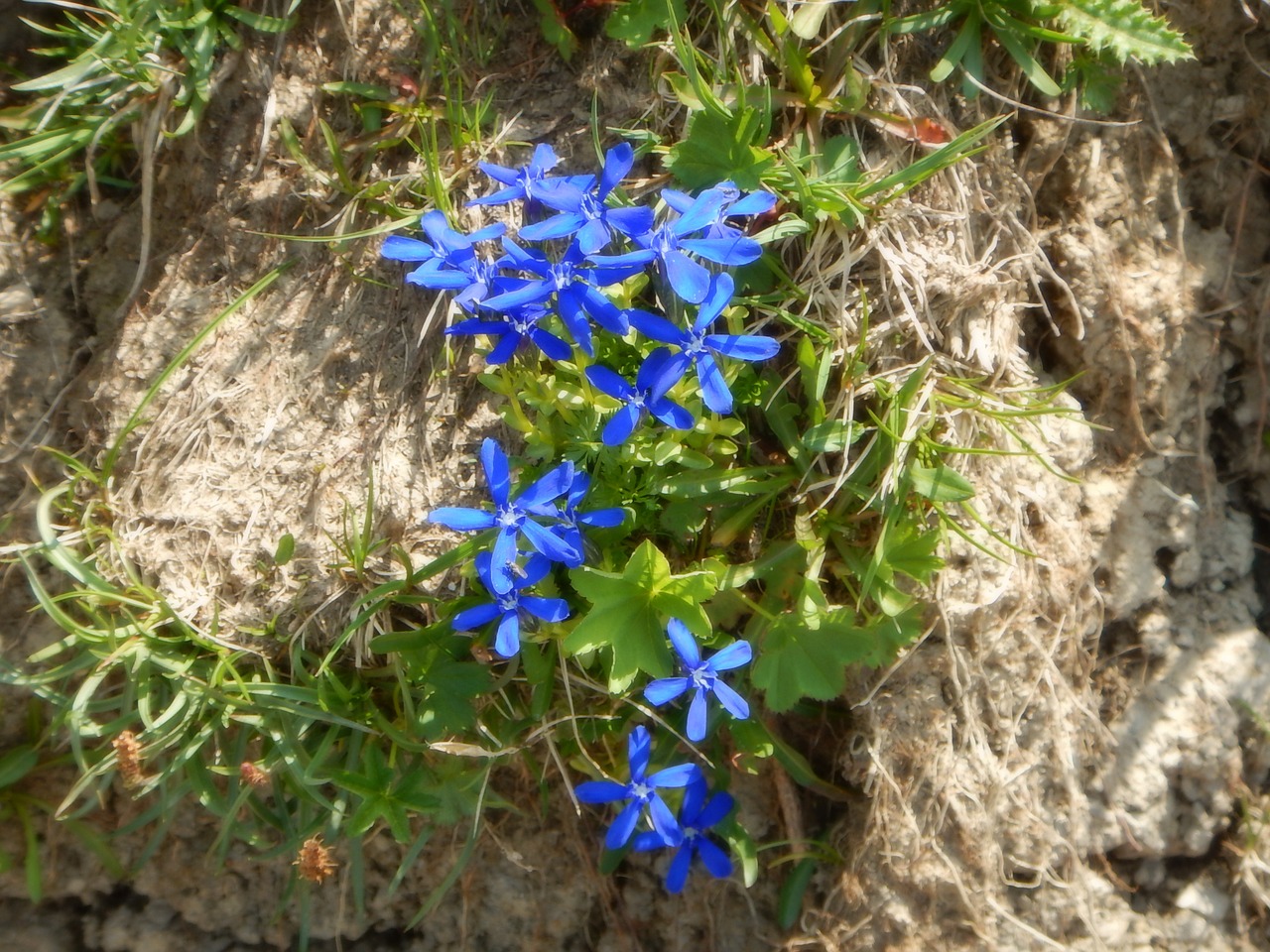 gentian alpine flower alpine gentian free photo