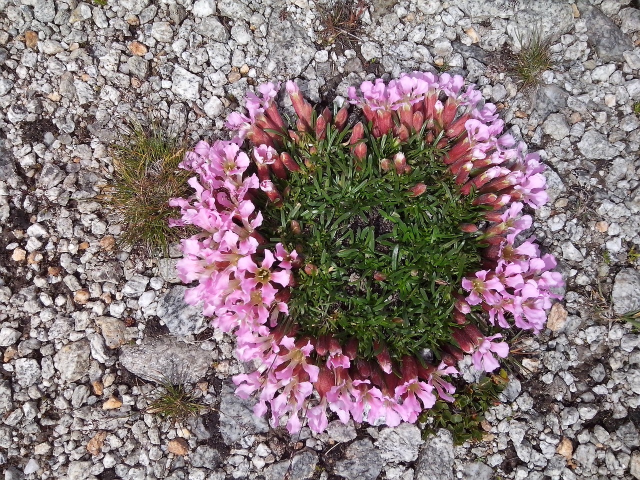 alpine flowers pebble pink free photo