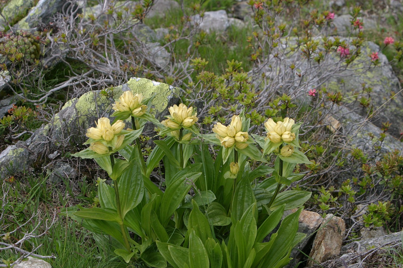 alpine flowers flowers south tyrol free photo
