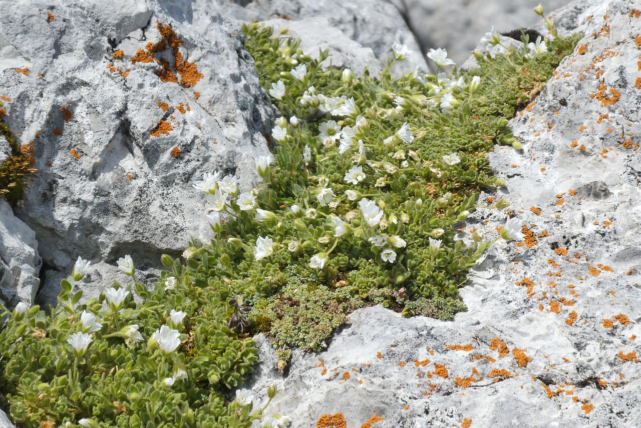 alpine flowers  rocks  alpine free photo