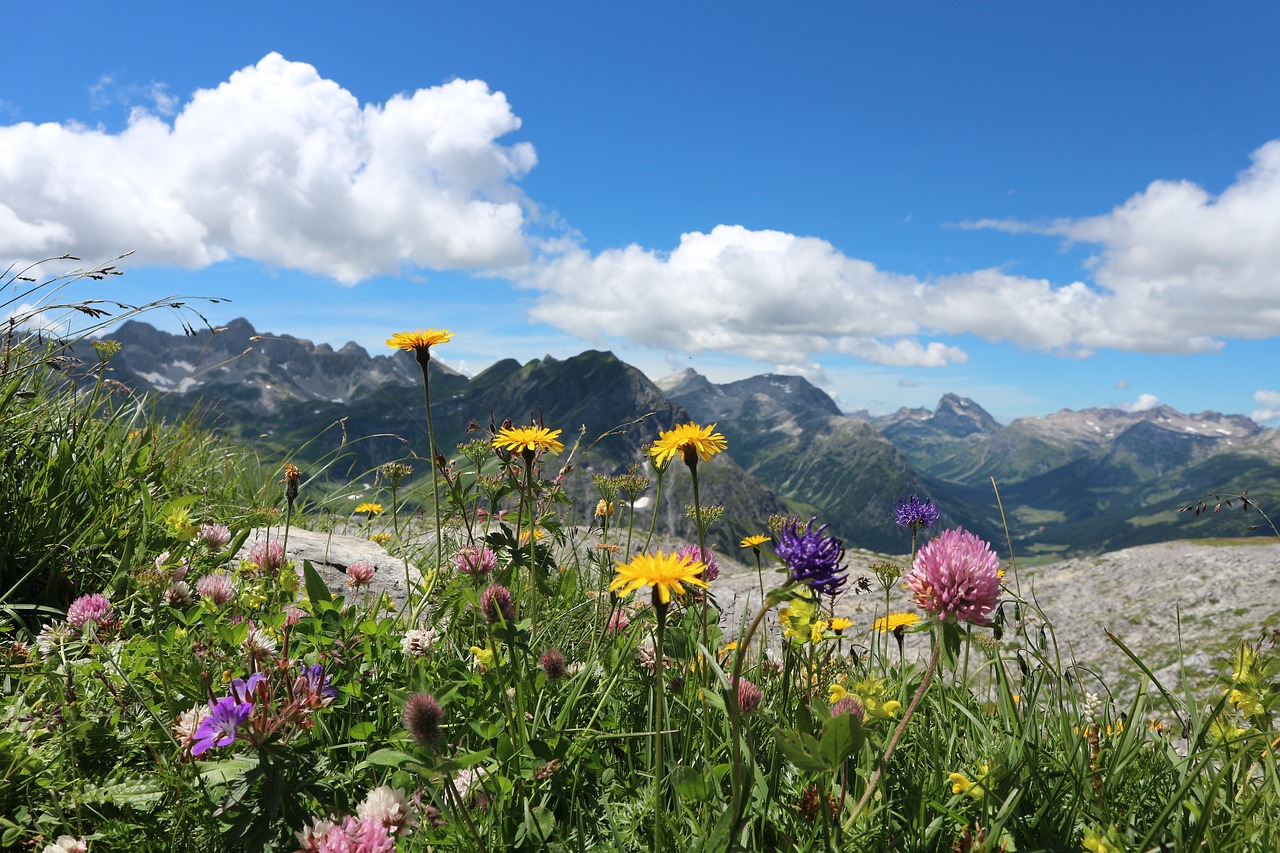 alpine flowers  austria  lech free photo