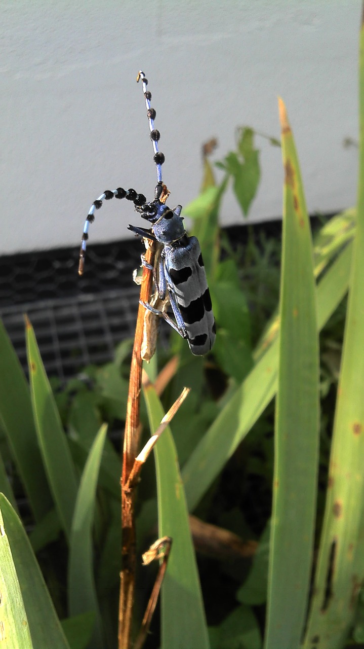 alpine goat beetle insect free photo