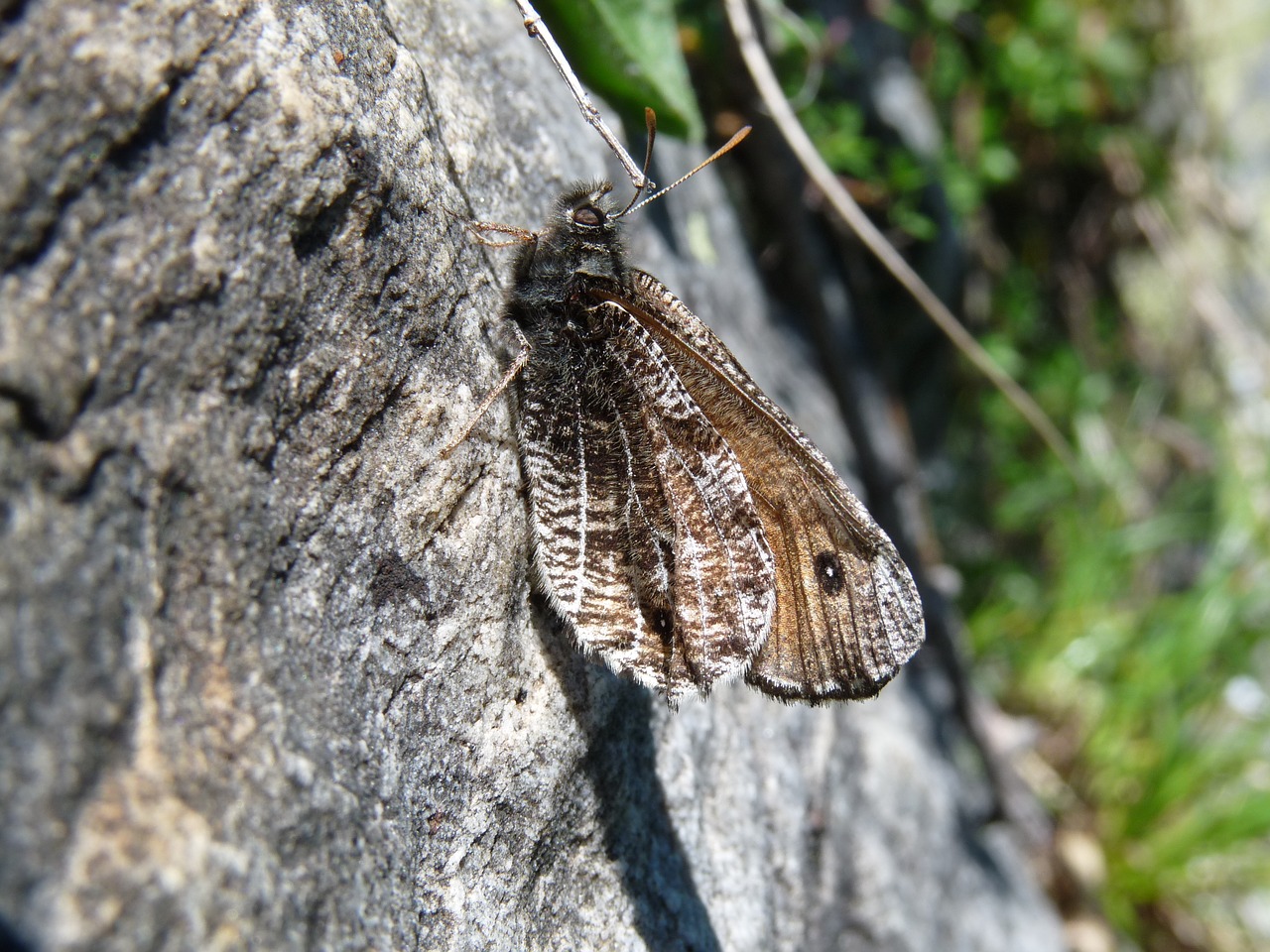 alpine grayling butterfly mimicry free photo