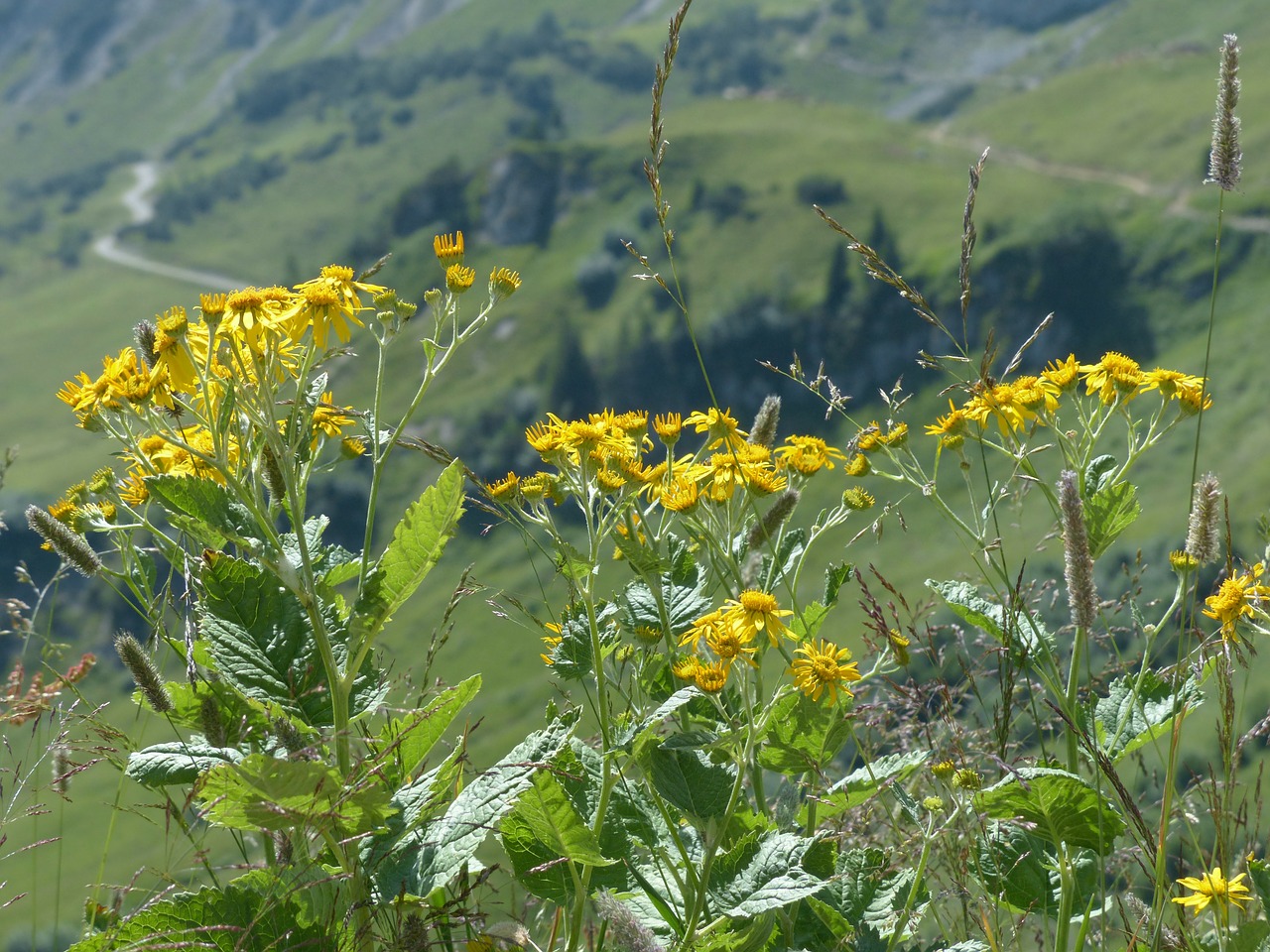 alpine groundsel flower blossom free photo