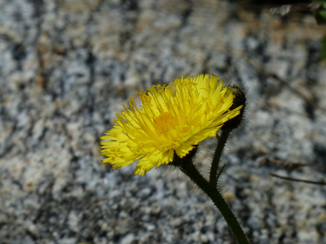 alpine hawkweed flower blossom free photo