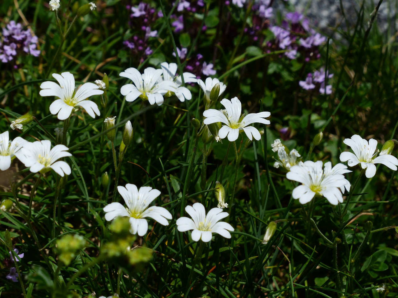 alpine hornwort flower blossom free photo
