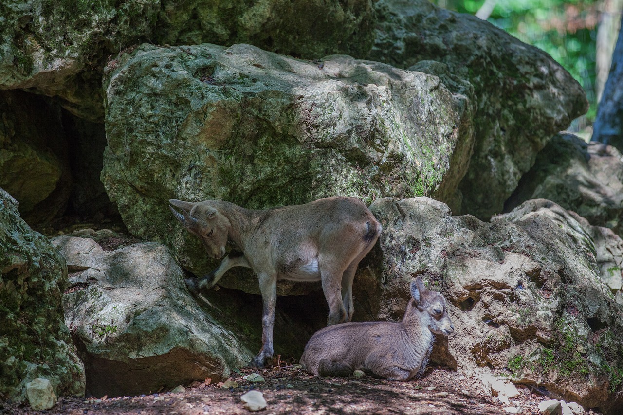 alpine ibex  animal world  nature free photo