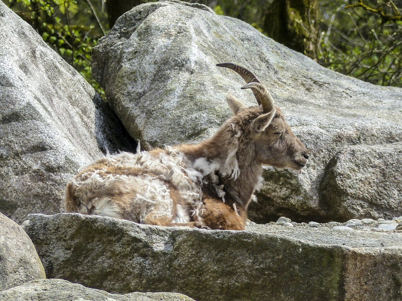 alpine ibex capra ibex animal free photo