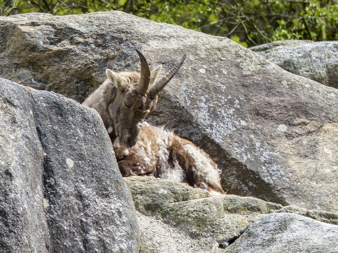 alpine ibex capra ibex animal free photo