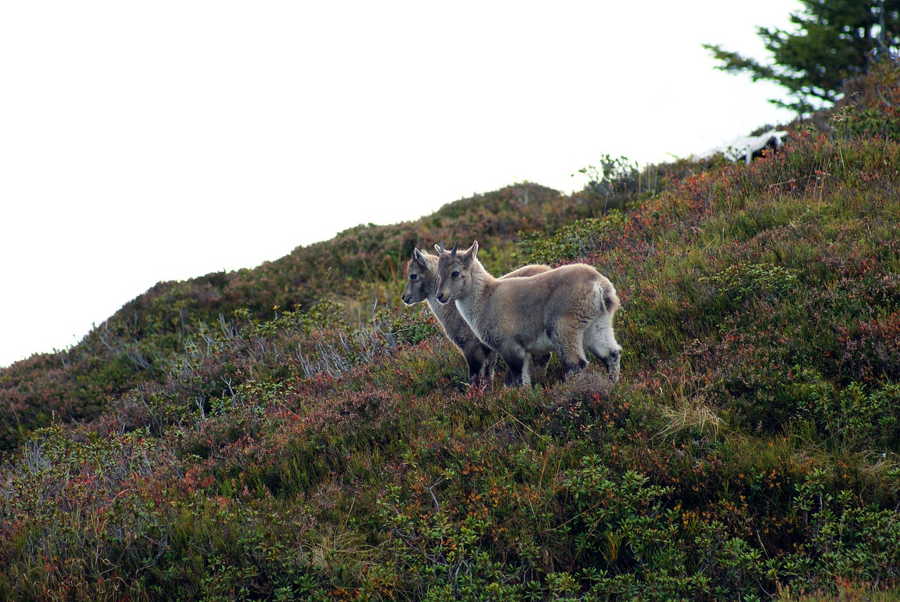 alpine ibex ibex young animals free photo