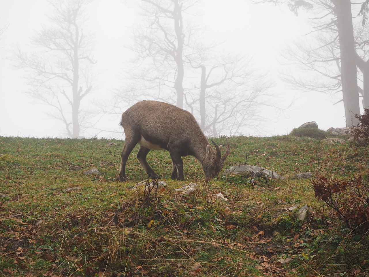 alpine ibex capricorn animal free photo