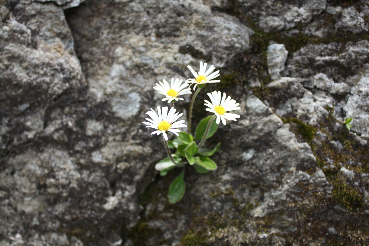 alpine level lambert alpine flower rarely free photo