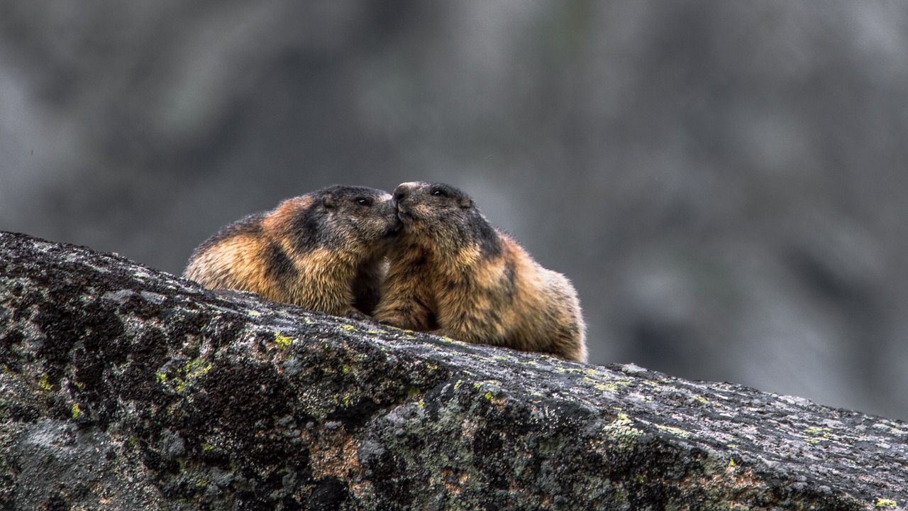 alpine marmot marmota marmota whiz free photo
