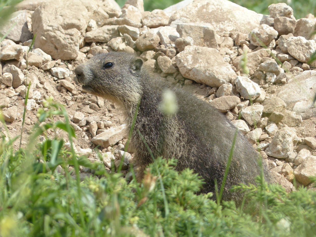 alpine marmot animal marmota marmota free photo