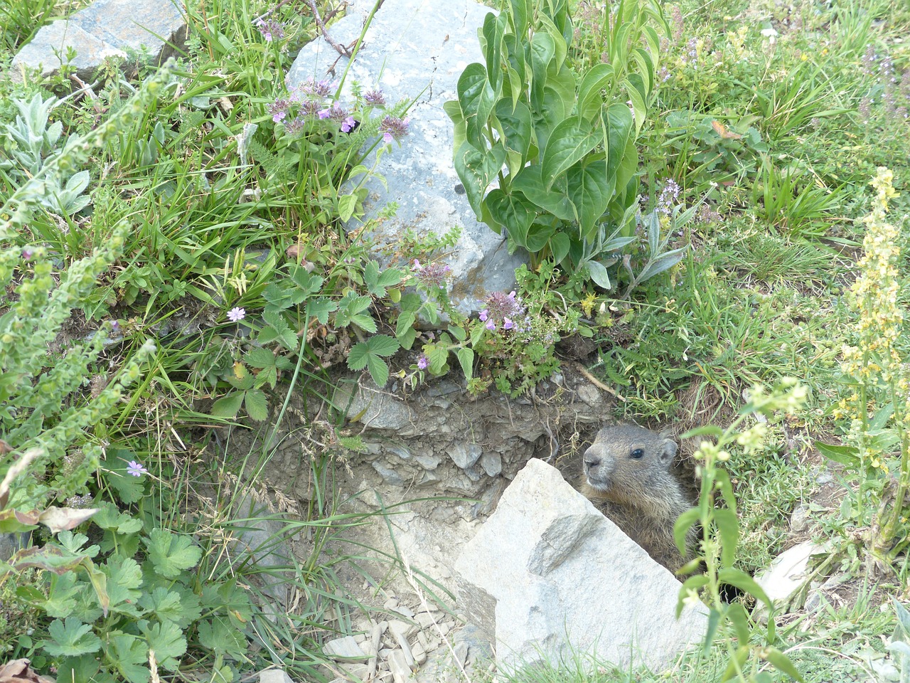 alpine marmot animal marmota marmota free photo